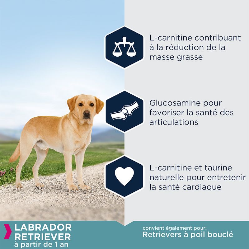 Eukanuba Adult Breed Specific Labrador Retriever à prix discount sur bitiba.fr