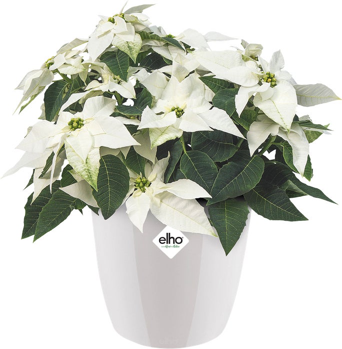 Elho bloempot Brussels diamond wit D 18,1 H 16,2 cm