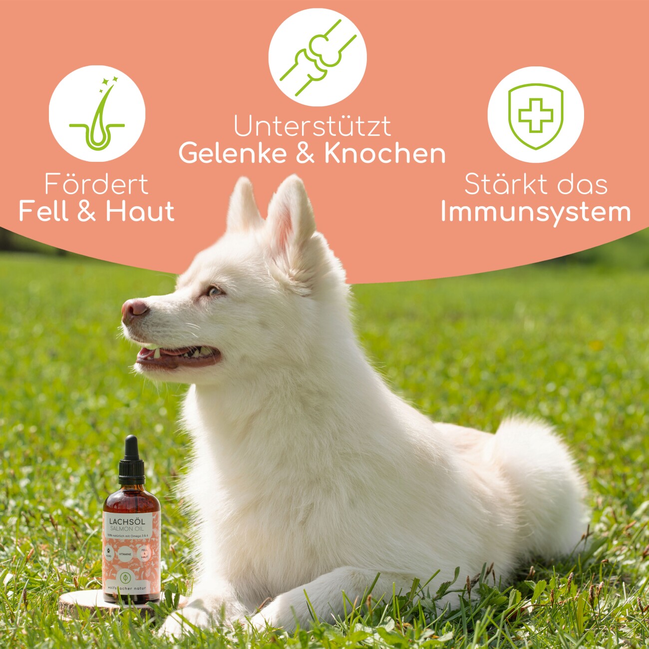 Wolfsbacher Natur Futteröl Set 4 x 100ml