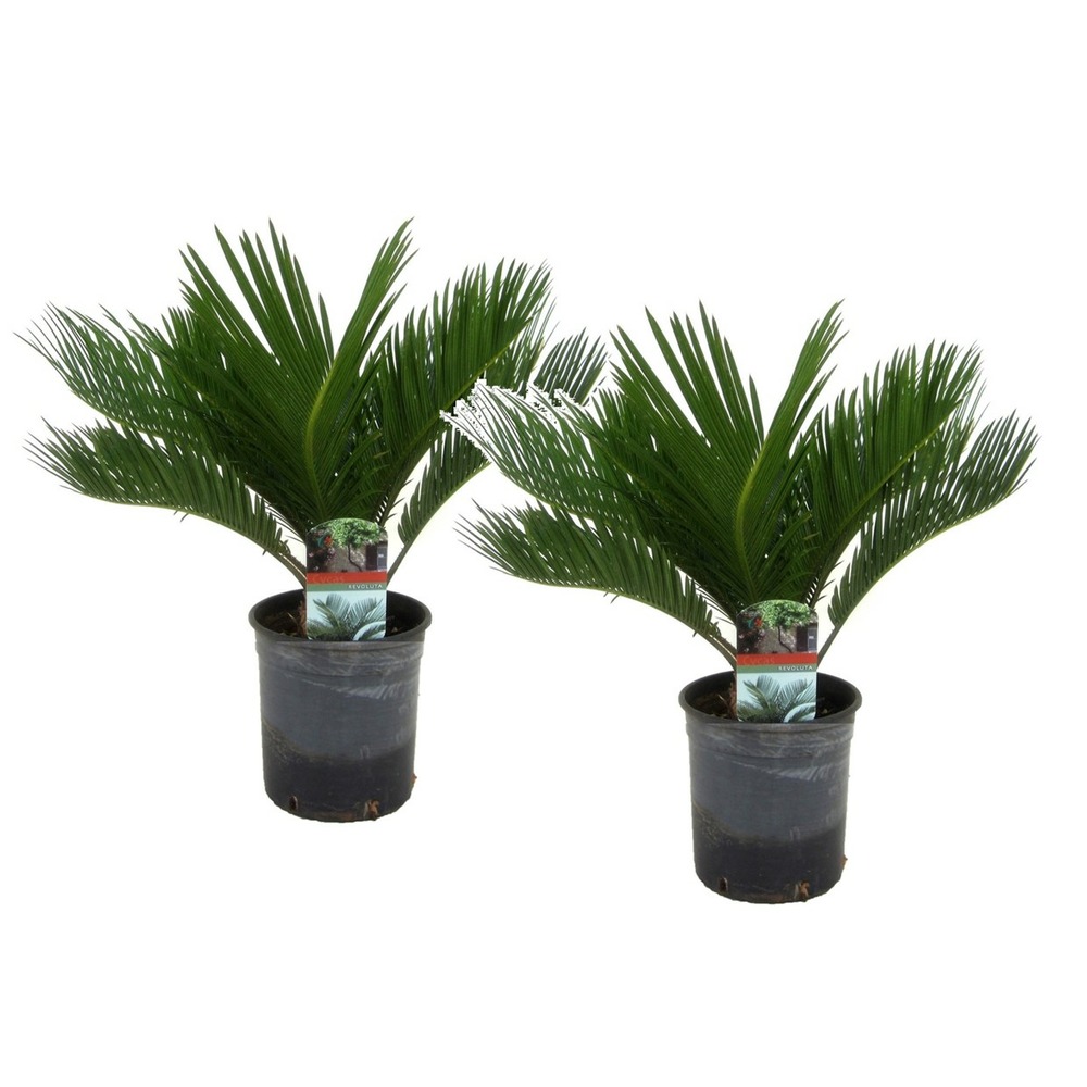 Cycas revoluta - set de 2 - palmier fougère - pot 15cm - hauteur 45-60cm