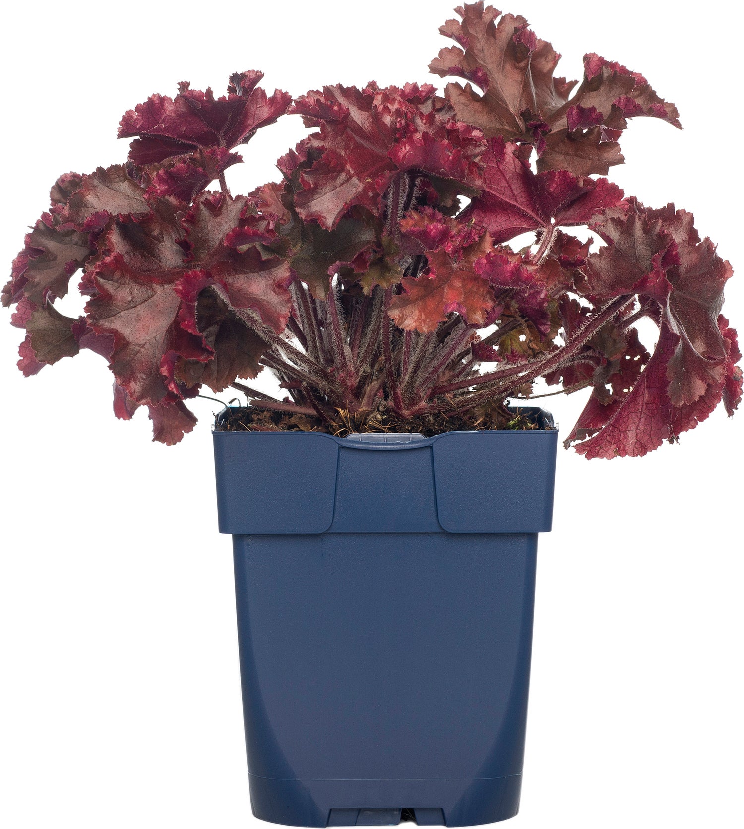 Purperklokje (Heuchera 'Melting Fire') D 11 H 10 cm