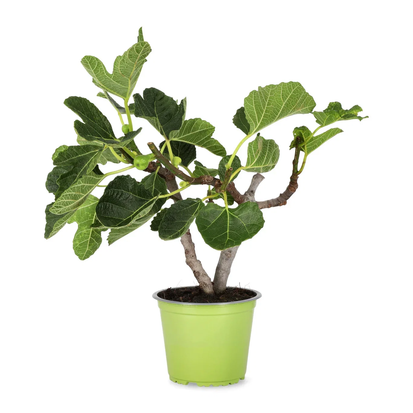 Ficus carica Fiken Ø14 cm