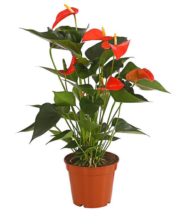 Große Flamingoblume - Anthurium andreanum,