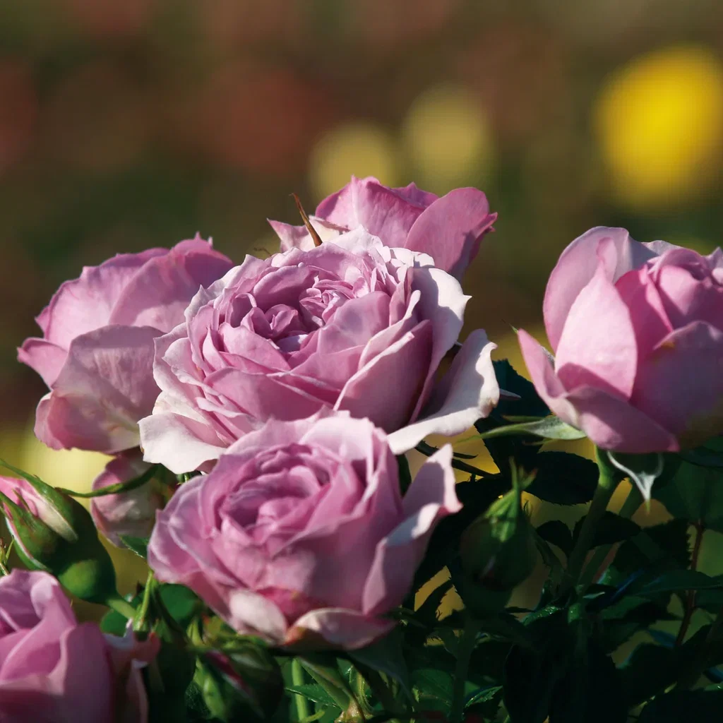 Rosa LAVENDER FLOWER CIRCUS® Klaserose LAVENDER FLOWER CIRCUS® Ø27 cm