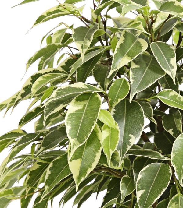 Birkenfeige - Ficus benjamina 'Kinky',