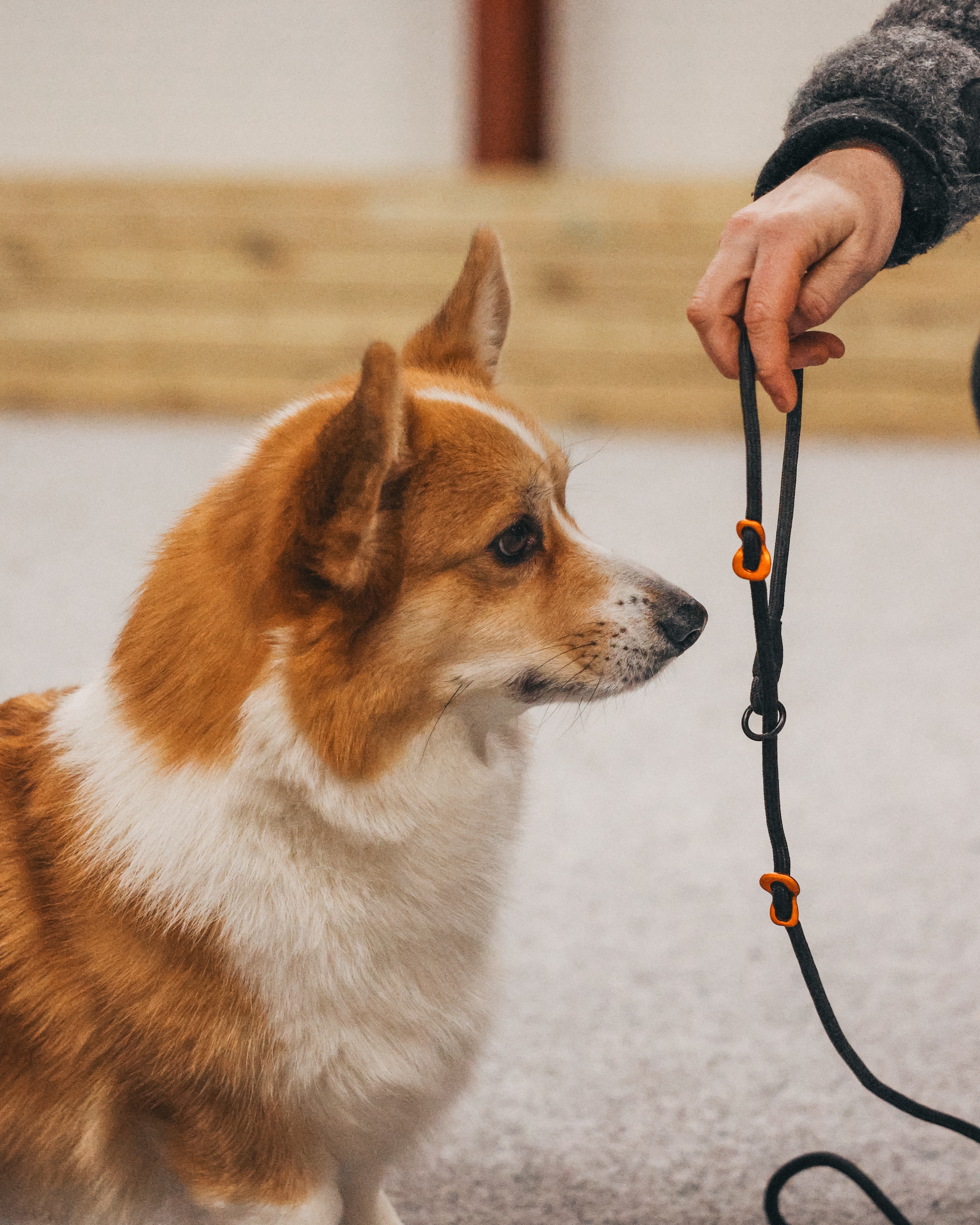 Kjøp Non-Stop Dogwear Retriever Leash fra Hekta på tur!