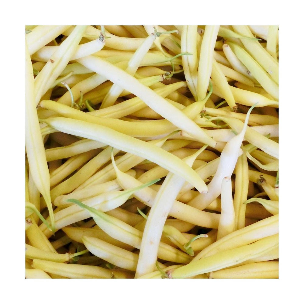 Graines de haricot nain mangetout beurre de rocquencourt/phaseolus vulgaris nain mangetout beurre de rocquencourt[-]sachet de 15 gr.
