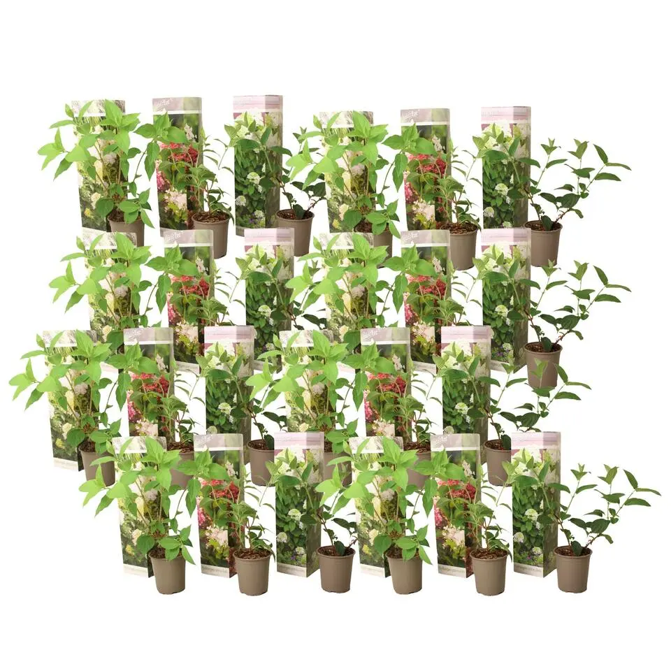 Hortensia - Set van 24 - Hortensia paniculata - Hoogte 25-35cm - ⌀9cm