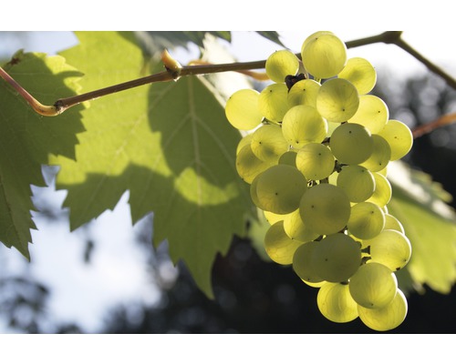 Biologische tafeldruif FloraSelf Bio Vitis vinifera 'Phoenix' H 60-100 cm Co 3 L