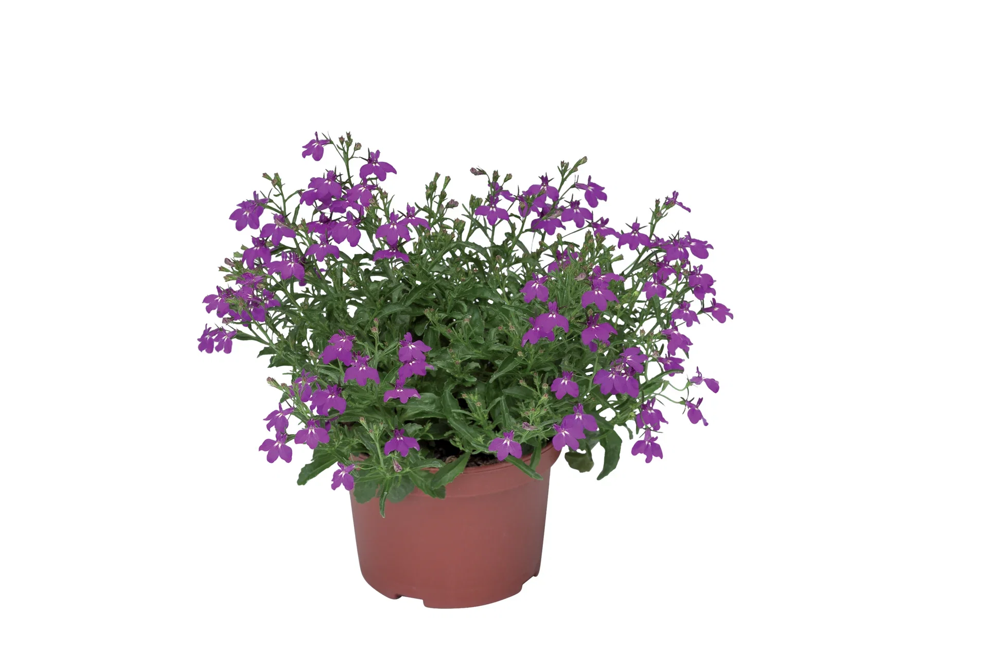 Lobelia h. Purple 12 cm Lobelia Ø12 cm