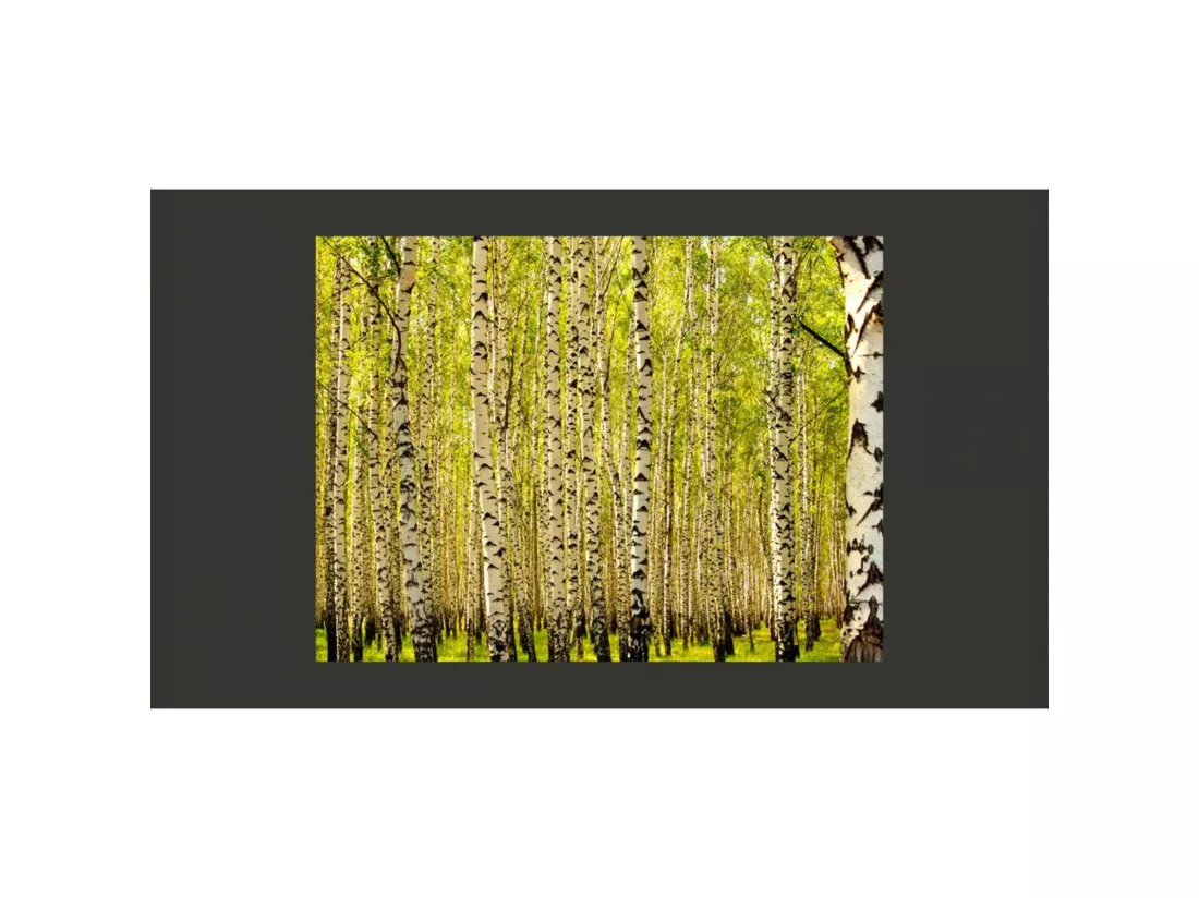 Papier peint forêt de bouleaux - 300 x 230 cm
