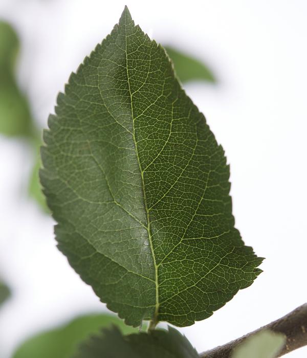 Winterapfel 'Jonagold'