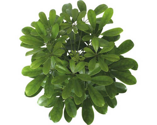 Parapluboom FloraSelf Schefflera arboricola 'Nora' H 45-55 cm Ø 13 cm pot
