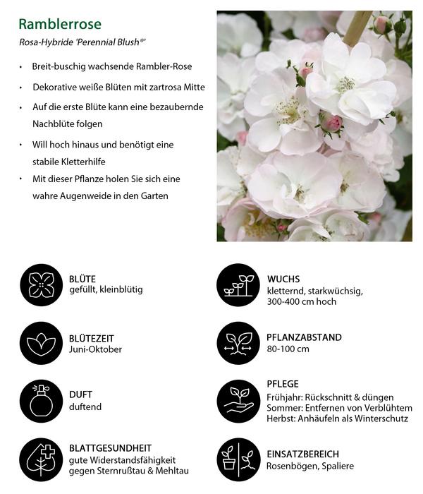 Ramblerrose 'Perennial Blush®'