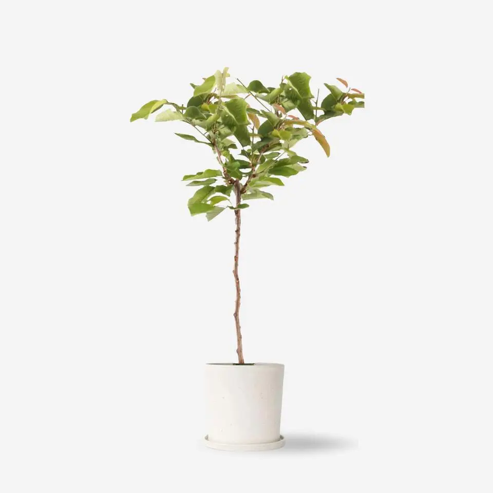 Kersenboom - Prunus avium - Zoete kers - Hoogte 90-110cm - ⌀23cm
