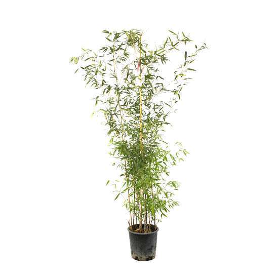 Bambou moyen phyllostachys aureosulcata 'Aureocaulis': pot de 7 litres
