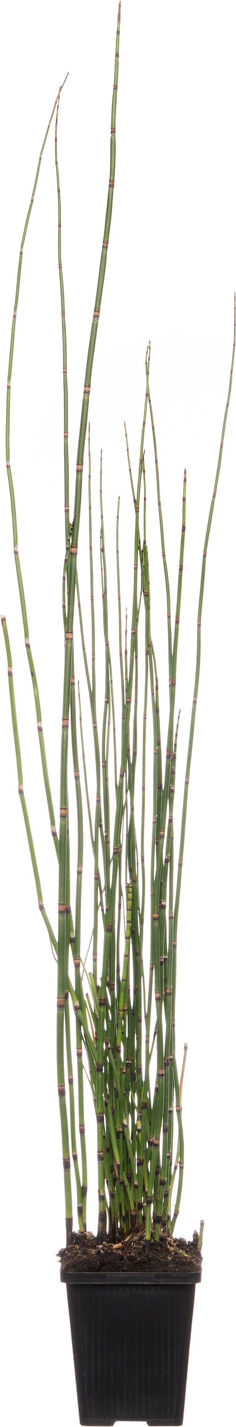 Japanse holpijp (Equisetum japonicum) D 9 H 20 cm