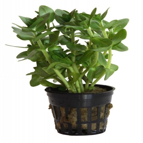 Planta de aquário Tropica Iberia Bacopa caroliniana