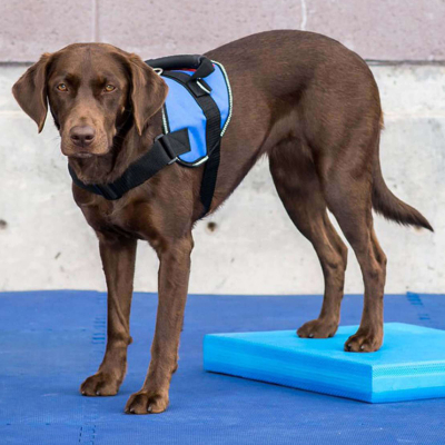 FitPAWS Balancierkissen Balance Pad