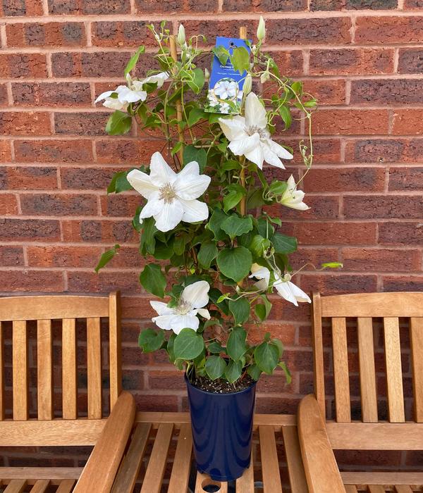 Waldrebe - Clematis 'Guernsey Flute'
