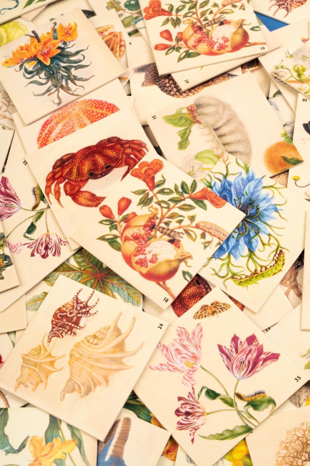 Maria Sibylla Merian. Memo (Spiel)