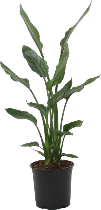 Paradijsvogelbloem (Strelitzia reginae) D 19 H 85 cm