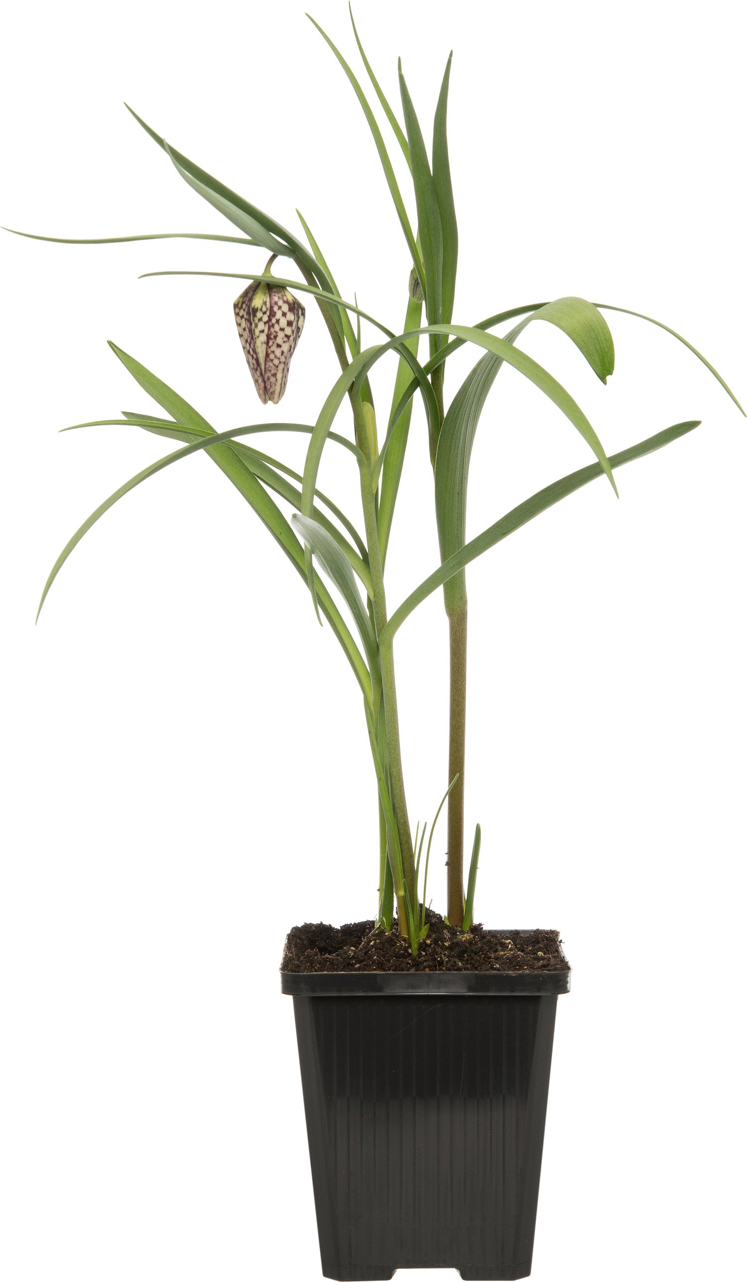 Kievitsbloem (Frittelaria meleagris) D 9 H 30 cm