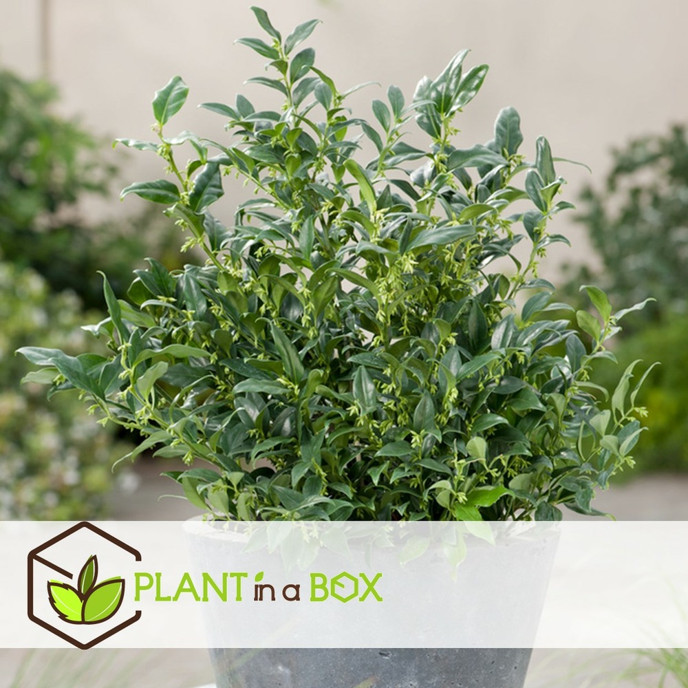 Sarcococa confusa - set de 4 - plante de jardin - pot 17cm - hauteur 30-40cm