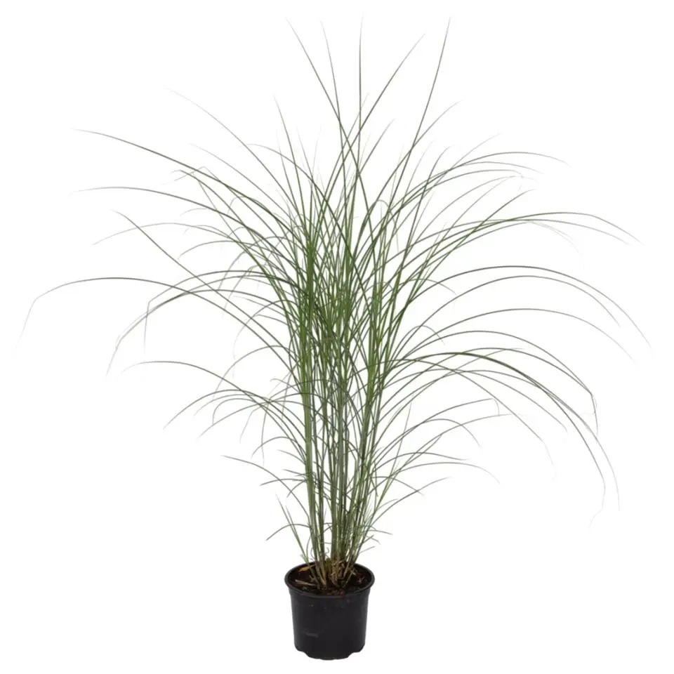 Prachtriet - Miscanthus sinensis 'Kleine Silberspinne - Hoogte 20-30cm - ⌀23cm