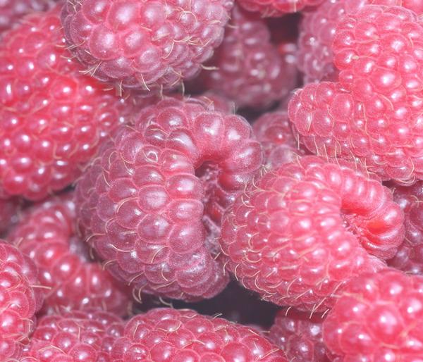 Himbeere 'Tula Magic®'