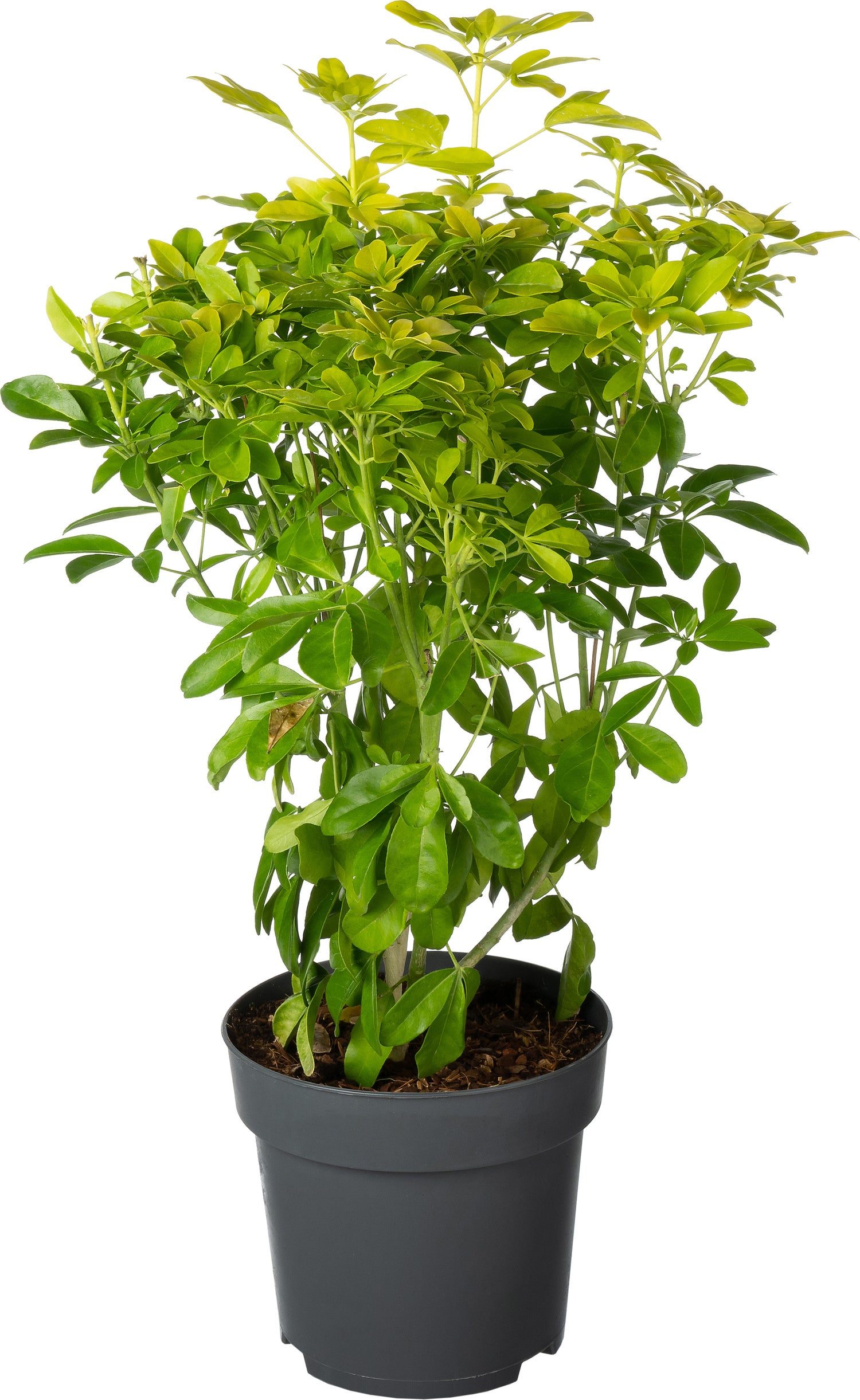 Mexicaanse Oranjebloesem (Choisya ternata 'Lich') D 17 H 25 cm