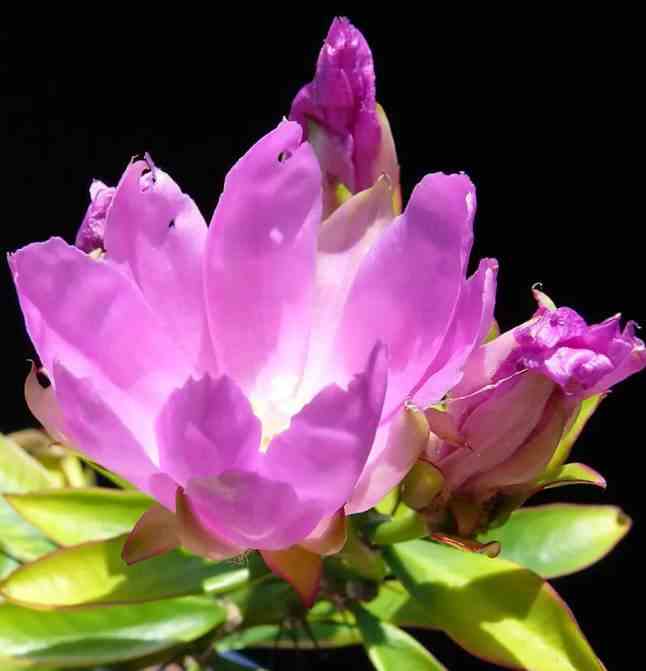 Pereskia grandifolia (cactus an arbre) taille pot de 2 litres ? 20/30 cm - rose