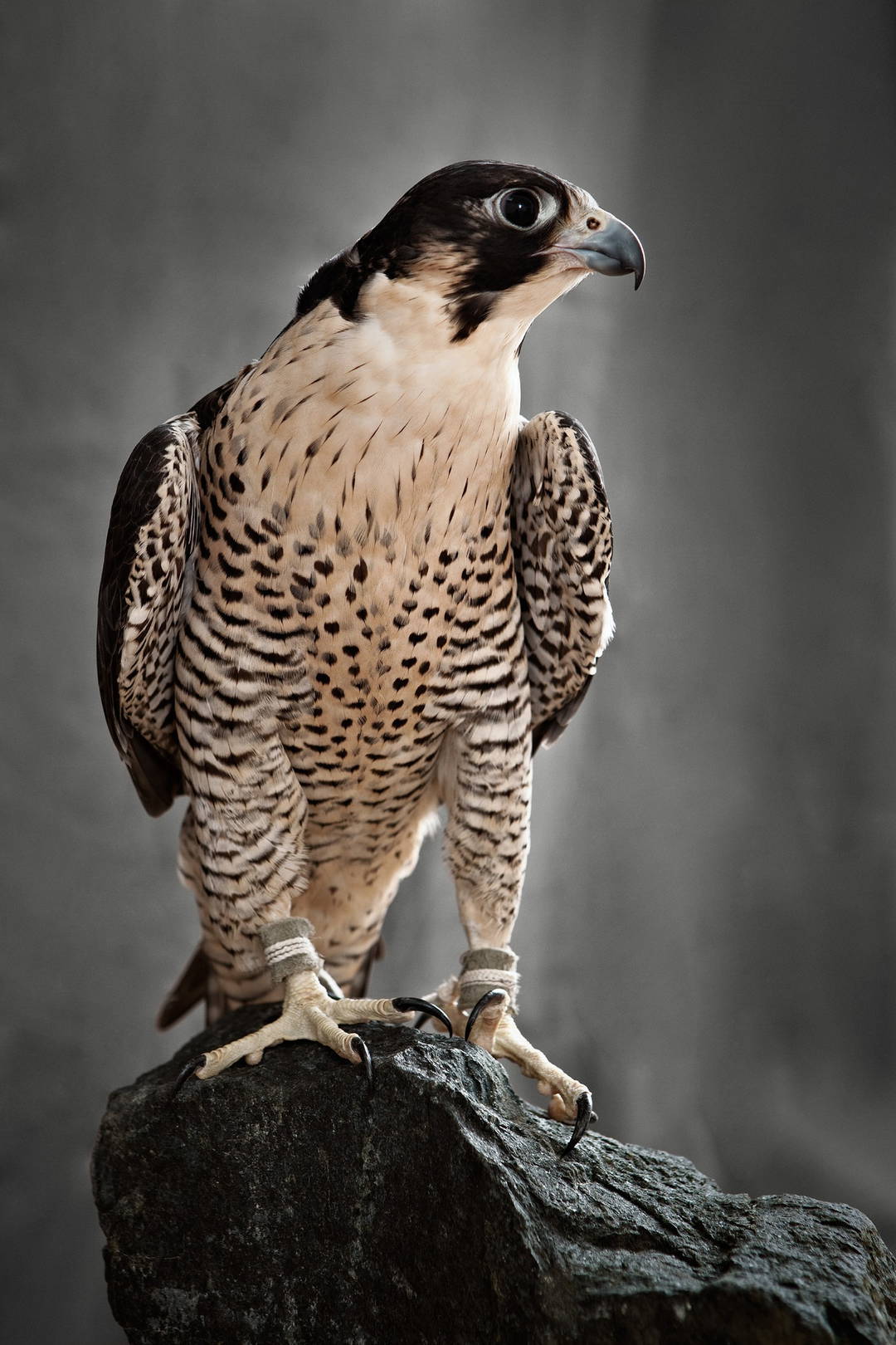 Peregrine Hunting Falcon by Tariq Dajani - Limited Edition. Edition of: 100. Signed.