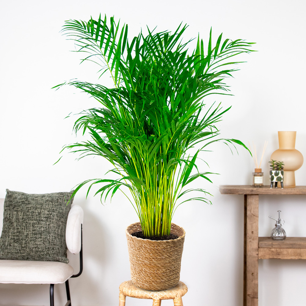 Dypsis lutescens incl. Panier en jonc de mer - palmier doré - ⌀21 cm - ↕100-110 cm