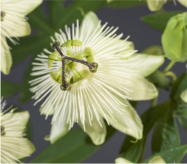 Passiebloem (Passiflora 'Snow Queen') D 17 H 75 cm