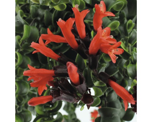 Hangmand, Aeschynanthus FloraSelf Aeschynanthus cultivars 'Rasta' H 35-45 cm Ø 15 cm pot