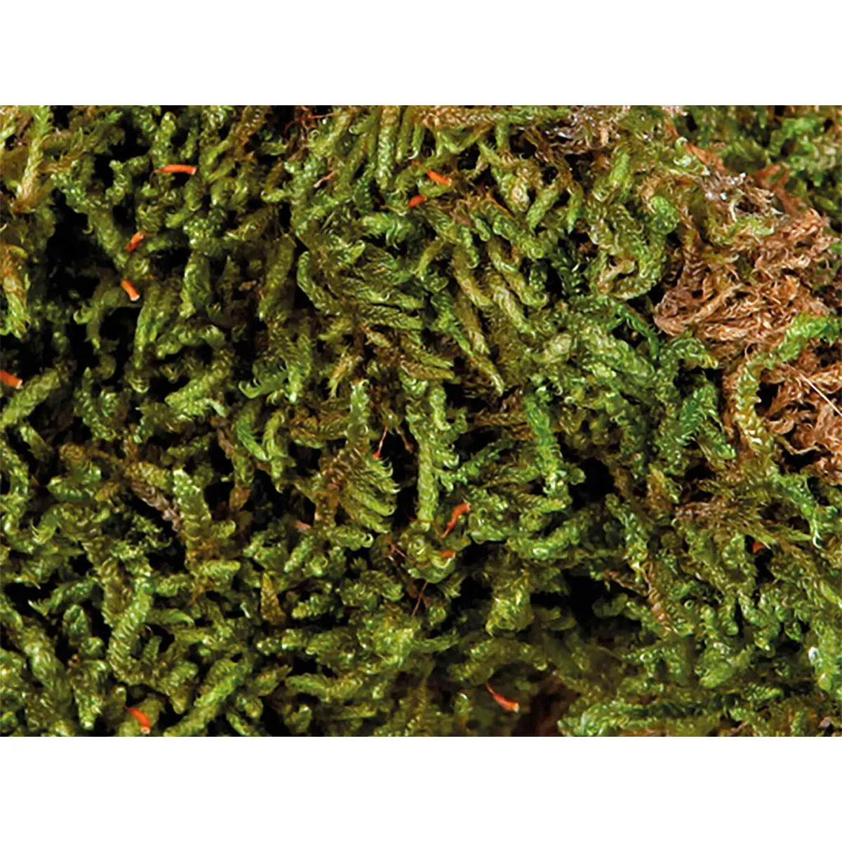 Substrat Trixie 200 gr Mousse