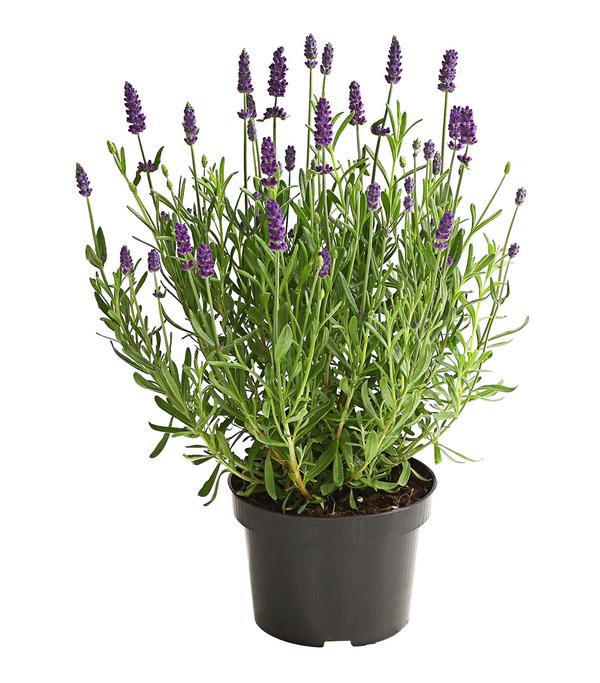 Lavendel