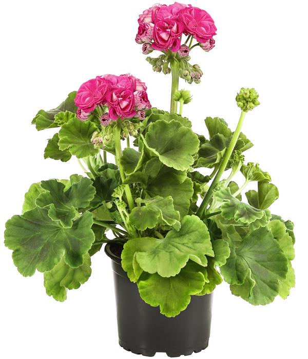 Stehende Geranie 'Rosenmädchen'