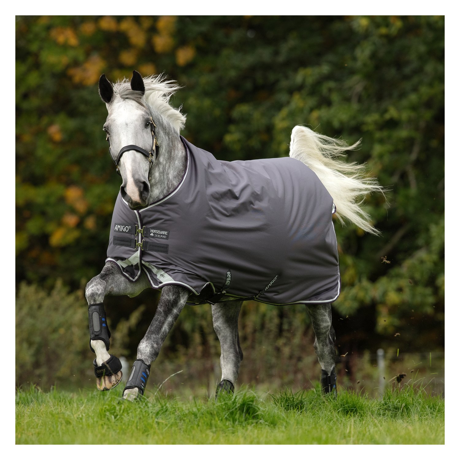 Horseware Outdoordecke AMIGO Bravo 12 Medium - excalibur/plum & silver
