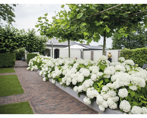 Bolhortensia 'Strong Annabelle' FloraSelf Hydrangea arborescens 'Strong Annabelle' H 15-30 cm Co 3 L