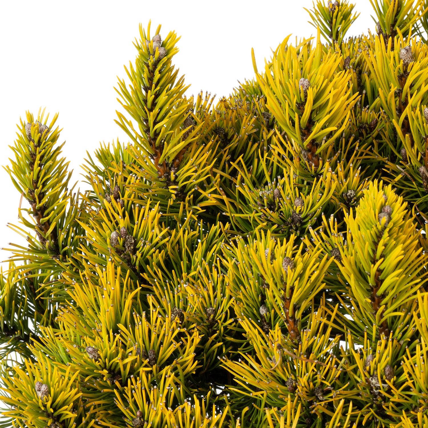 Bergden (Pinus mugo 'Carsten's Wintergold') D 38 H 40 cm