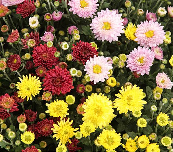 Herbst Chrysanthemen-Trio