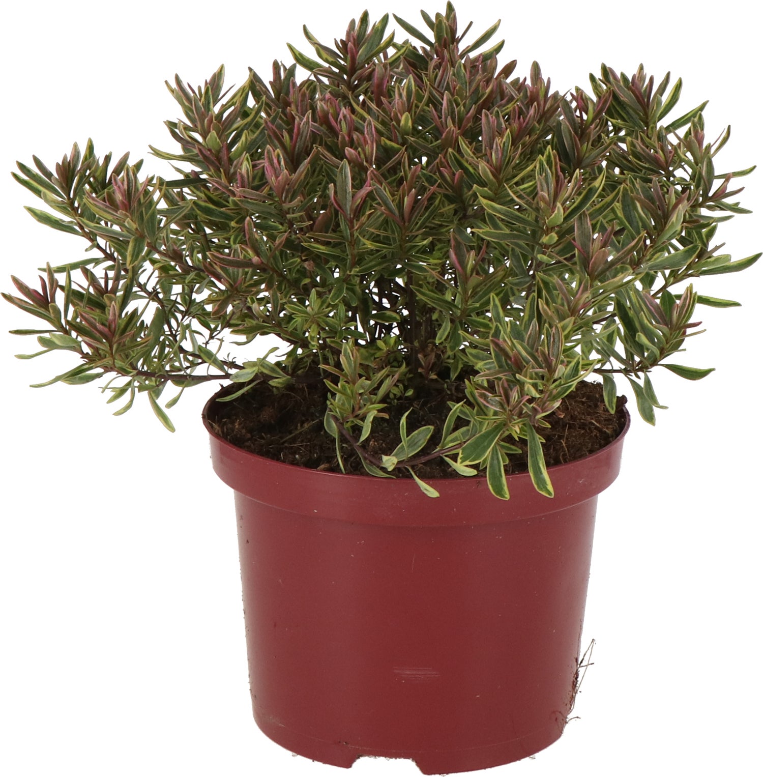 Struikveronica (Hebe 'Bronzy Baby') D 17 H 25 cm