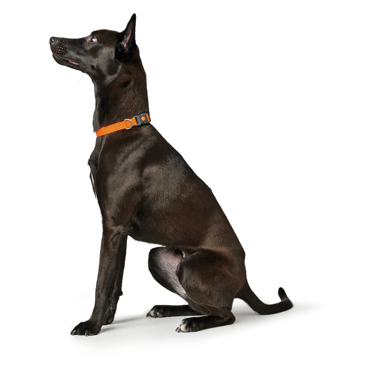 HUNTER Halsband London Vario Plus - orange