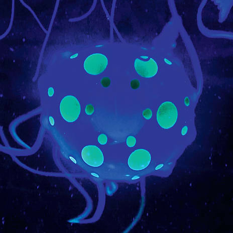 Discovery Mindblown Kids Jellyfish lampe