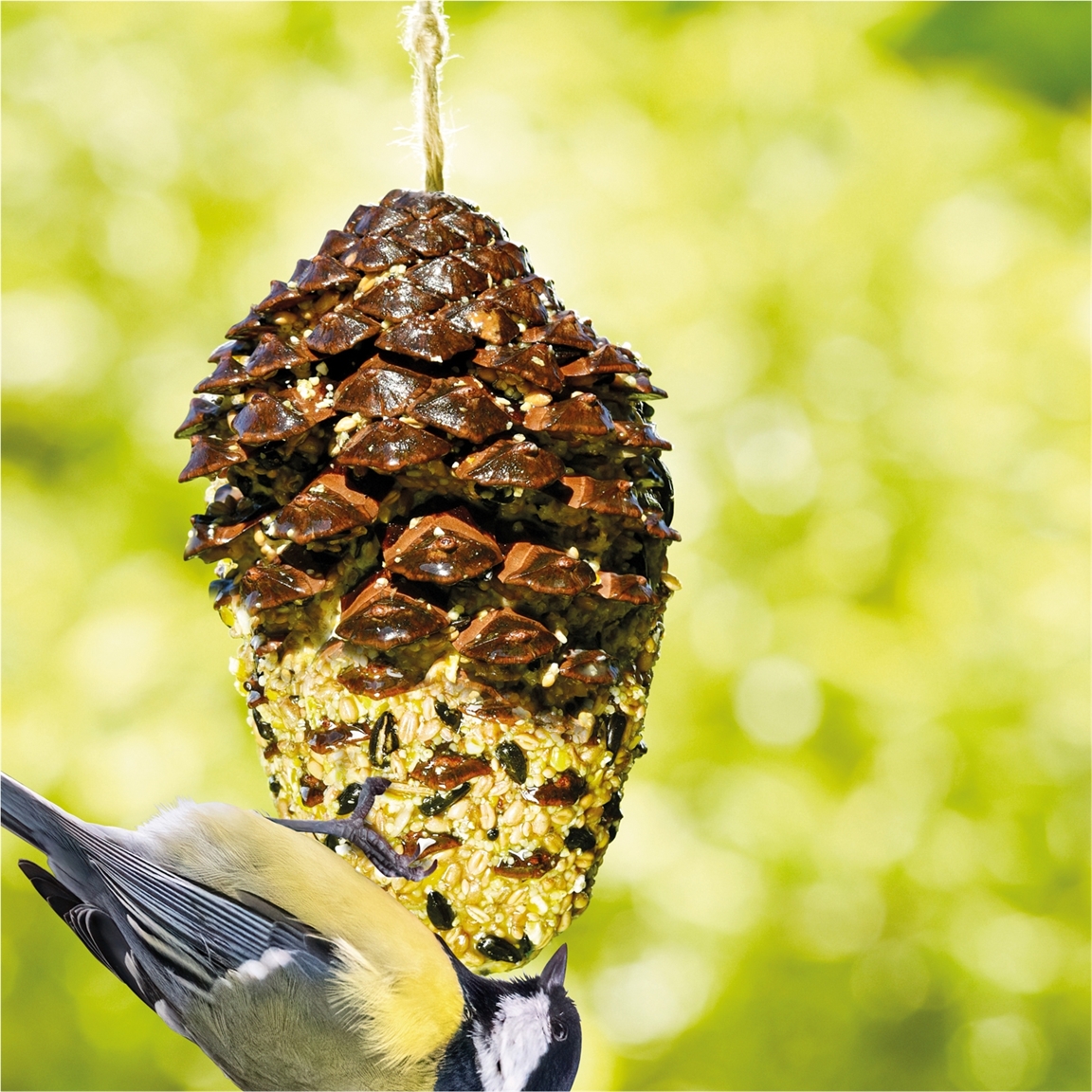 Nourriture oiseaux pomme de pin géante