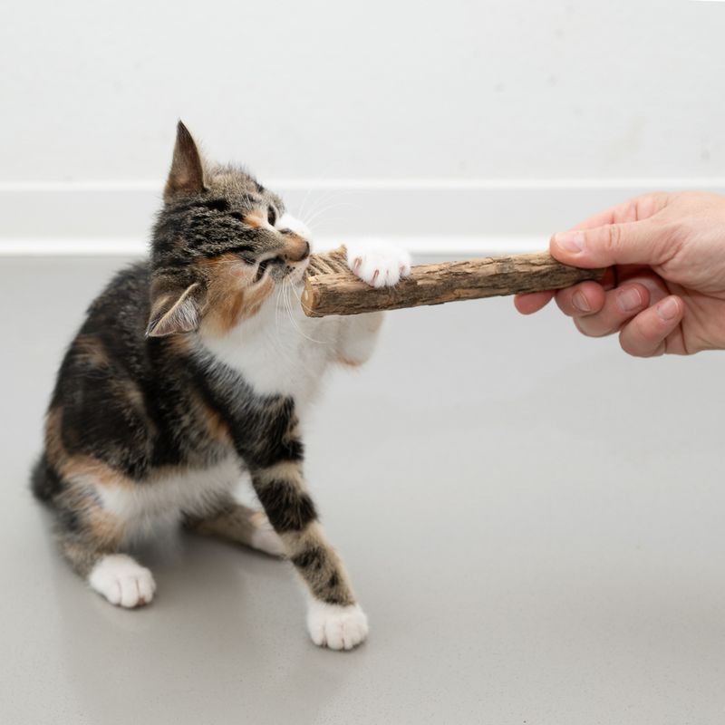 Jouet Modern Living Colombo Brosse à dents au matatabi pour chat