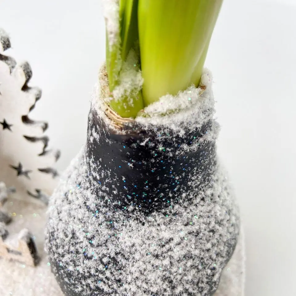 Amaryllis - Hippeastrum 'Winter Wonderland Reindeer'