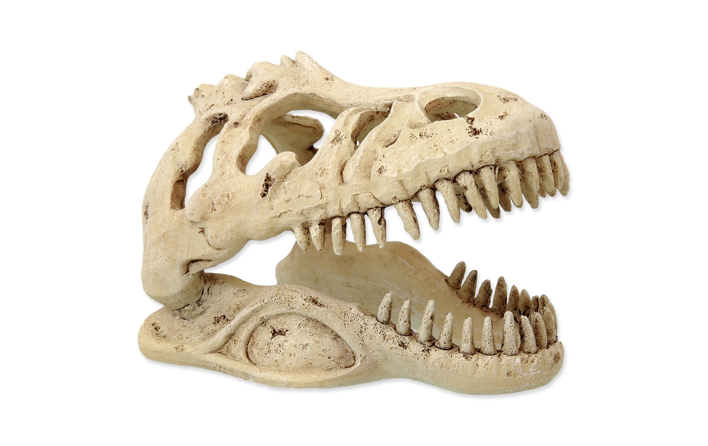 Dekoschädel T-RexKünstliche Dekoration